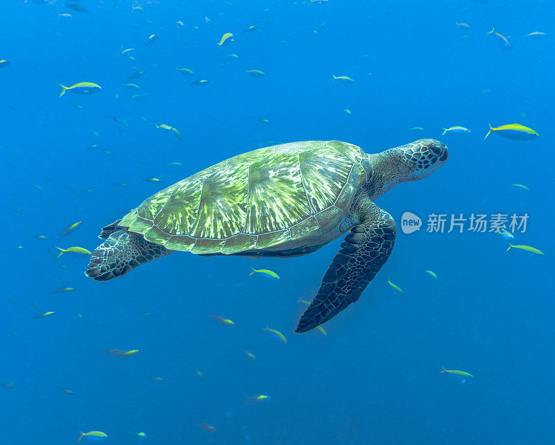 一只濒临灭绝的绿海龟(Chelonia mydas)，在泰国甲米的安达曼海中游泳。